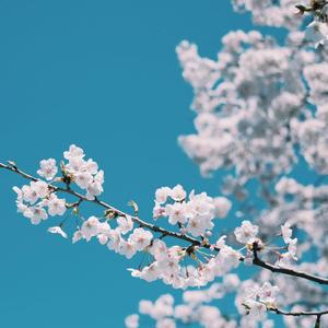 四肢被固定憋尿捂住肚子
